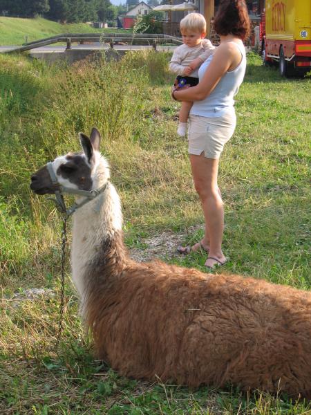 Avec un lama, tant qu'� faire...