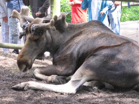 Mon copain l'�lan...